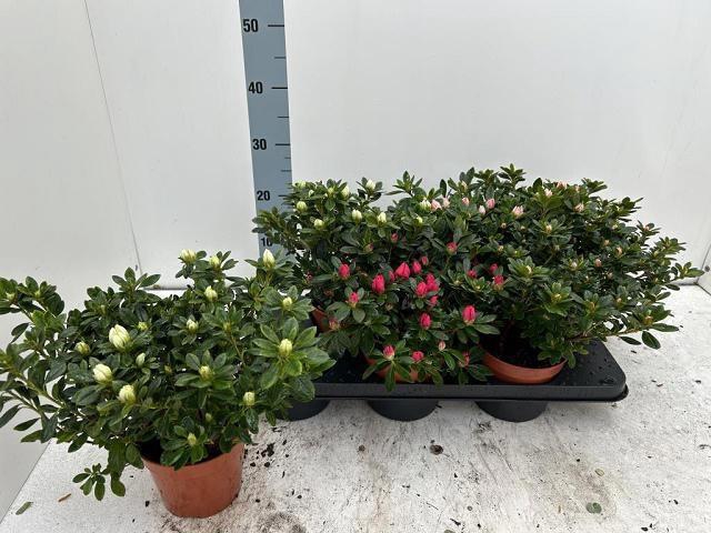 <h4>RHODO SI VOGEL GEM</h4>