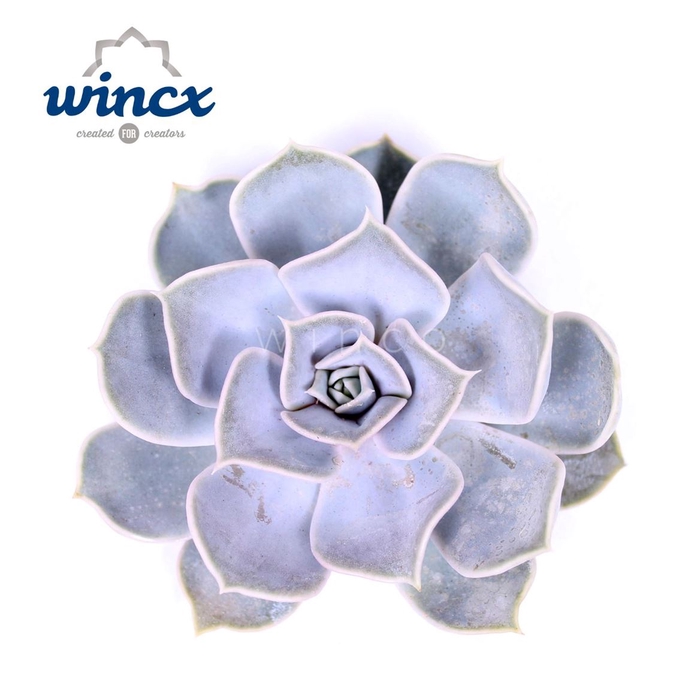 <h4>Echeveria Ov</h4>