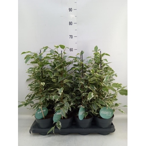 Ficus benja. 'Twilight'