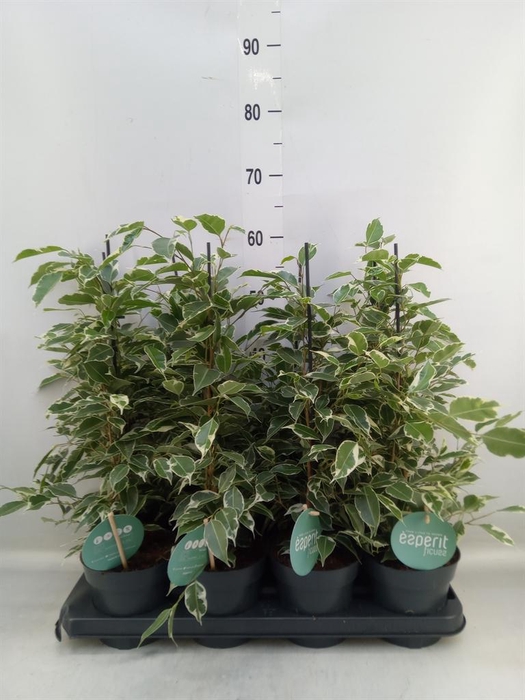 <h4>Ficus benja. 'Twilight'</h4>