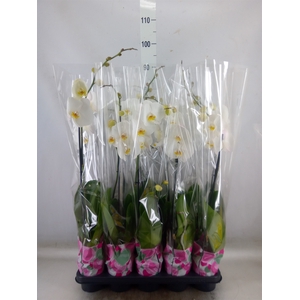 Phalaenopsis   ...white