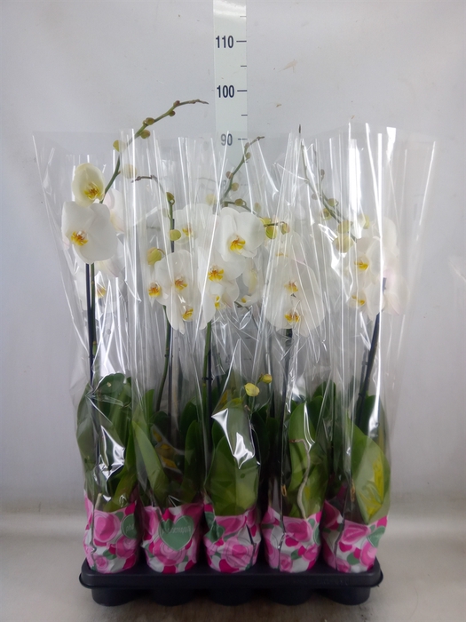<h4>Phalaenopsis   ...white</h4>
