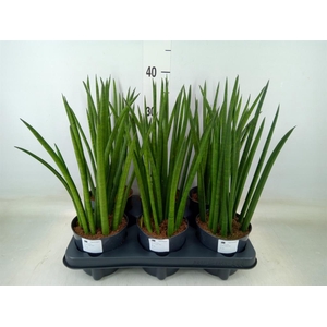 Sansevieria cyl.  ...