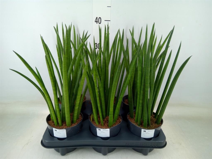 <h4>Sansevieria cyl. ...</h4>