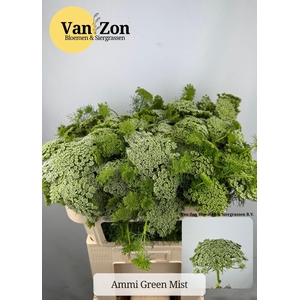 Ammi Vis Green Mist
