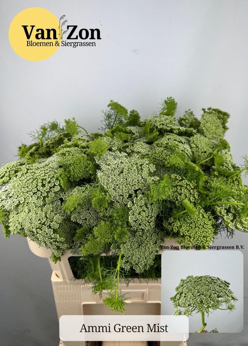 <h4>Ammi Vis Green Mist</h4>