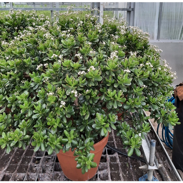 <h4>Crassula ovata</h4>