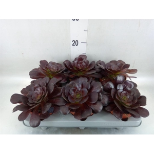 Aeonium arboreum 'Velours'