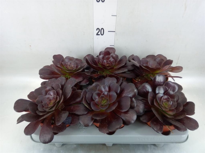 <h4>Aeonium arboreum 'Velours'</h4>