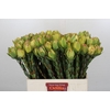 Leucadendron Disc. Yellow