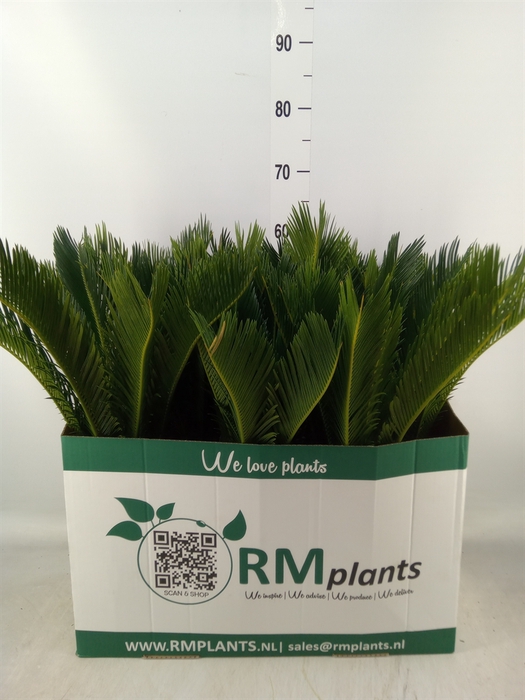 <h4>Cycas revoluta</h4>