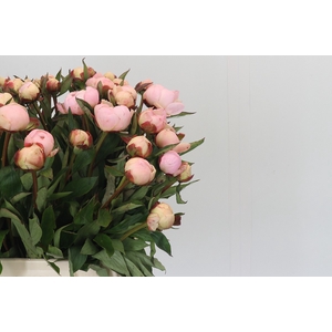 Paeonia Florence Nicholls