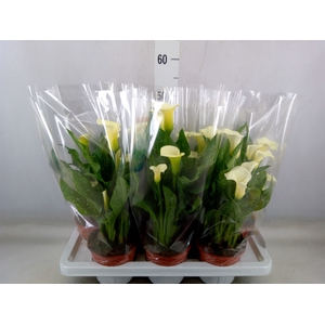 Zantedeschia   ...