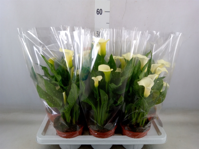 <h4>Zantedeschia   ...</h4>