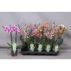 PHAL MF GEM 4 KL