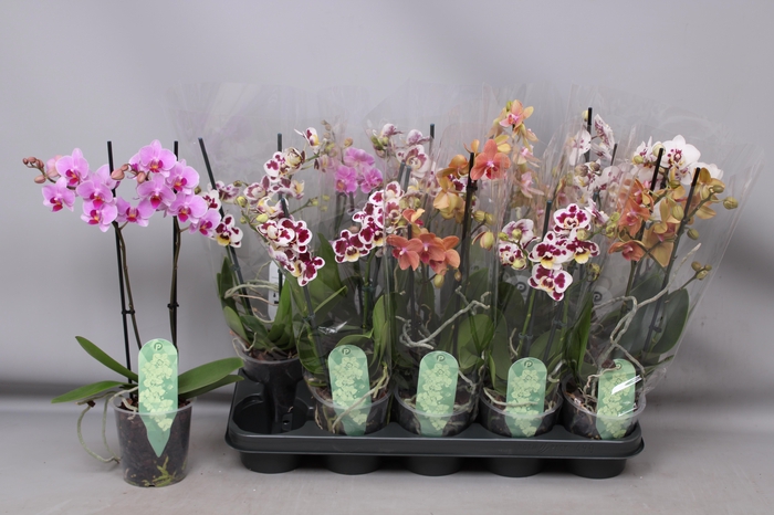 <h4>PHAL MF GEM 4 KL</h4>