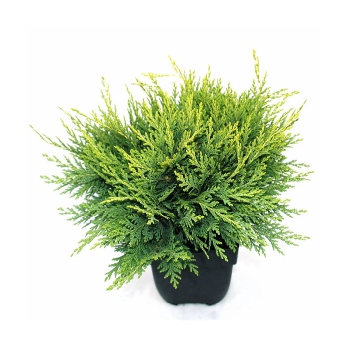 <h4>Chamaecyparis lawsoniana 'Sunkist' P17</h4>