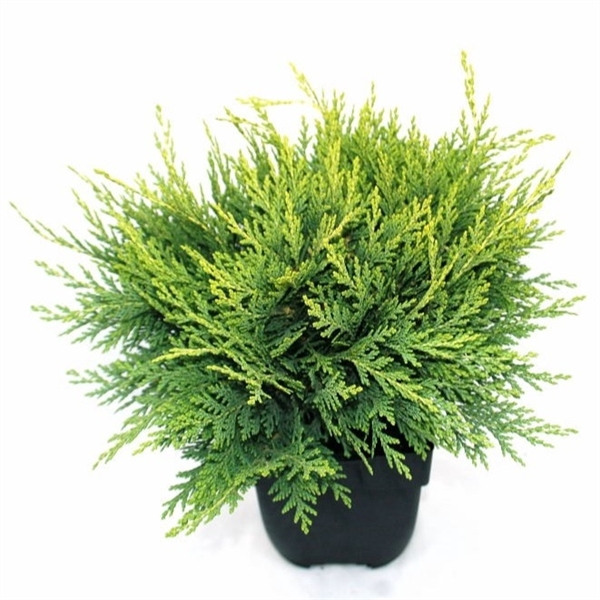 <h4>Chamaecyparis lawsoniana 'Sunkist' P17</h4>