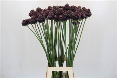 <h4>Allium Forelock</h4>