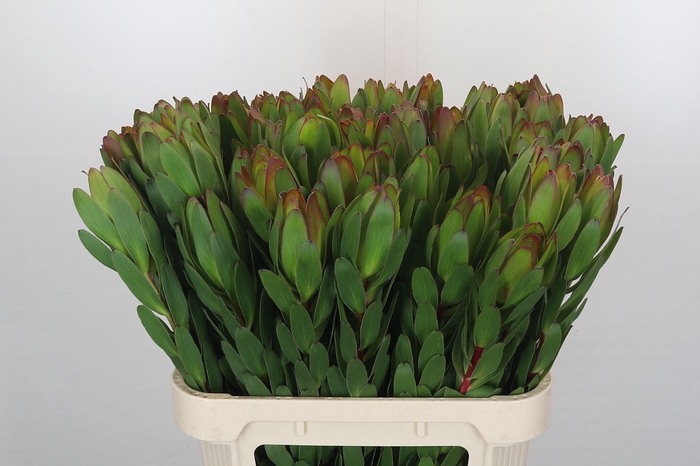 <h4>Leucadendron Goldstrike</h4>