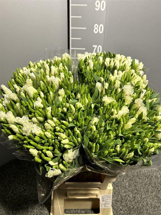 <h4>Godetia Salmon</h4>