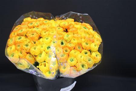 <h4>Cloni X Geel X100</h4>