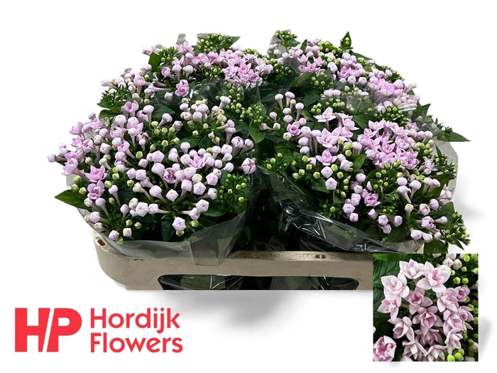 <h4>BOU DU PRINCIE IMP</h4>