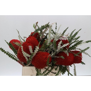 Banksia Speciosa Red