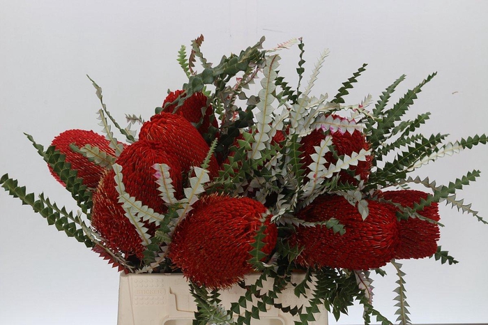 Banksia Speciosa Red