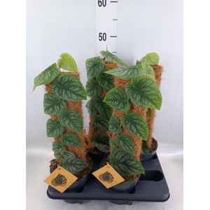 Planten   ...green L%