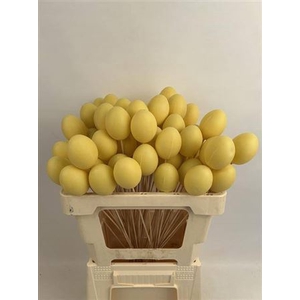 EASTER EGG YELLOW
