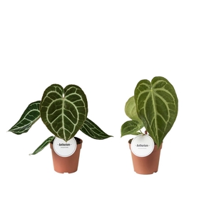 Anthurium blad