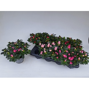 RHODO SI V GEM 3 SRT