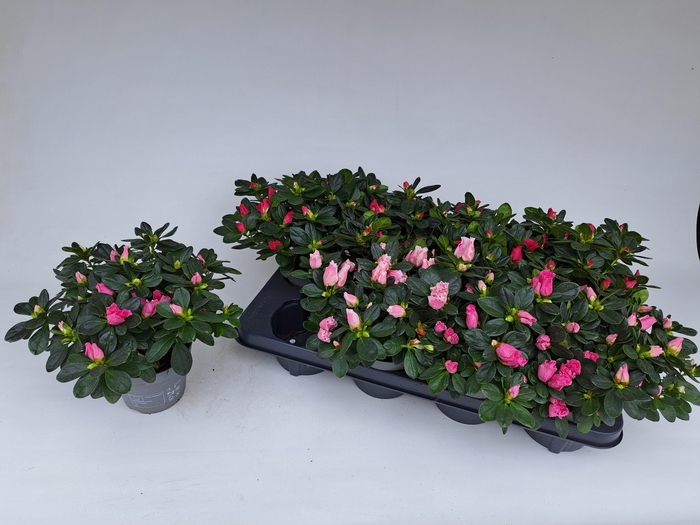 <h4>RHODO SI V GEM 3 SRT</h4>