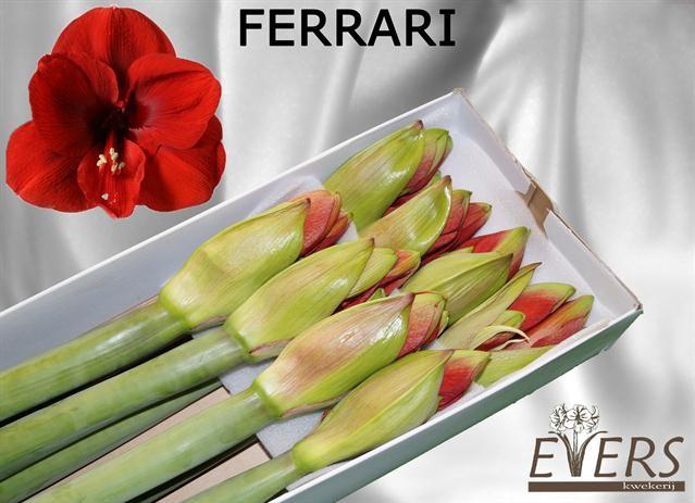 <h4>HIPP GA FERRARI</h4>