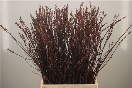 <h4>Myrica Gale</h4>