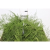 FOLHAGEM ASPARGO PLUMOSO
