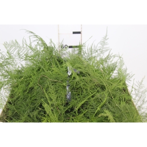 FOLHAGEM ASPARGO PLUMOSO