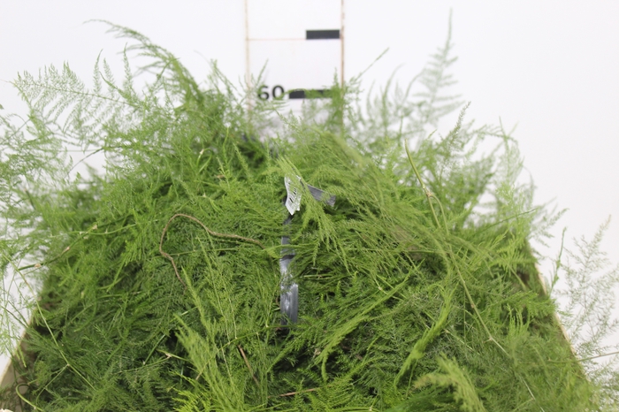 <h4>FOLHAGEM ASPARGO PLUMOSO</h4>