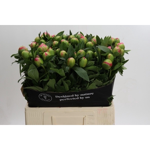 Paeonia Pink Hawaiian Coral