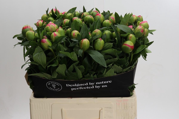 <h4>Paeonia Pink Hawaiian Coral</h4>