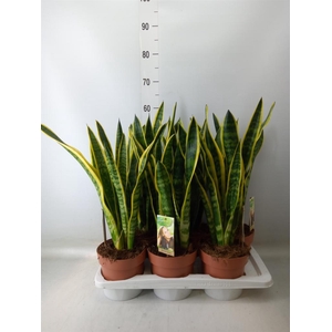 Sansevieria trifa. 'Laurentii'
