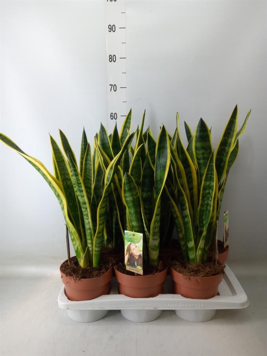 <h4>Sansevieria trifa. 'Laurentii'</h4>