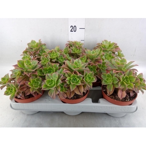 Aeonium   ...