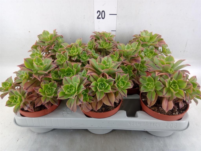 <h4>Aeonium   ...</h4>