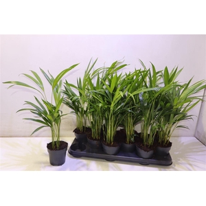 arr8 Dypsis Lutescens