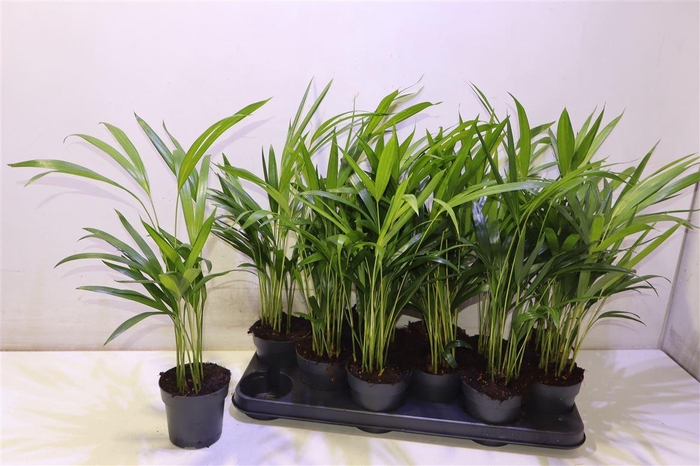 <h4>arr8 Dypsis Lutescens</h4>