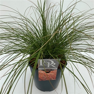 Carex 'Prairy Fire'