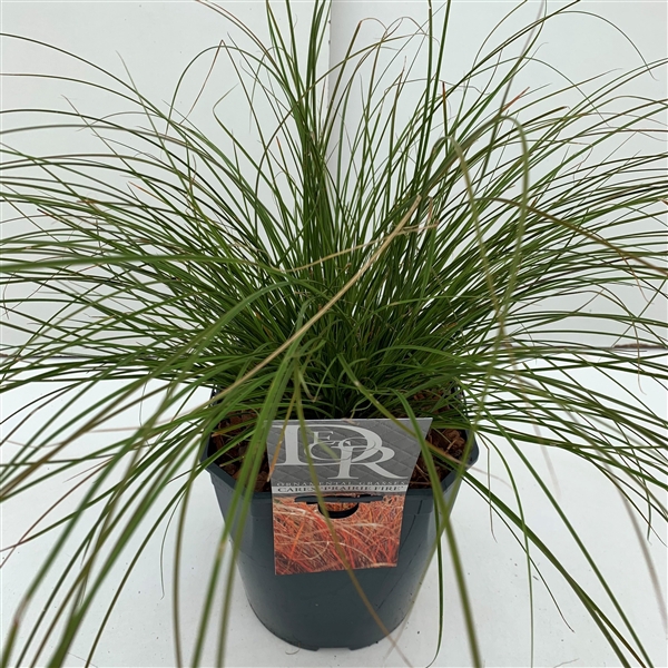 <h4>Carex 'Prairy Fire'</h4>