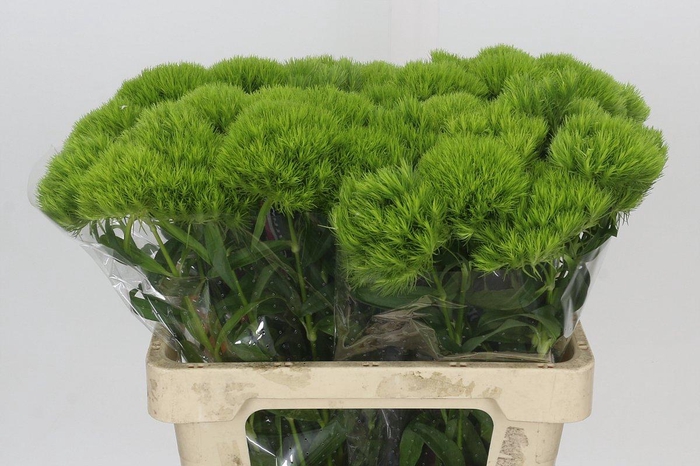 <h4>Dianthus Br Kiwi Mellow</h4>